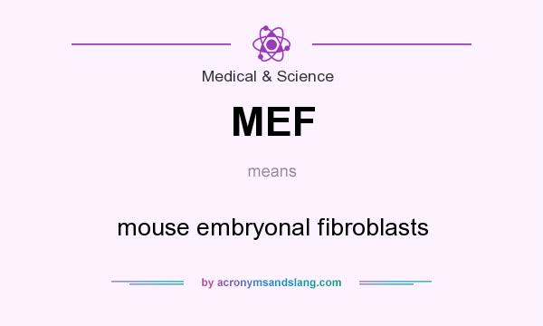 What does MEF mean? It stands for mouse embryonal fibroblasts