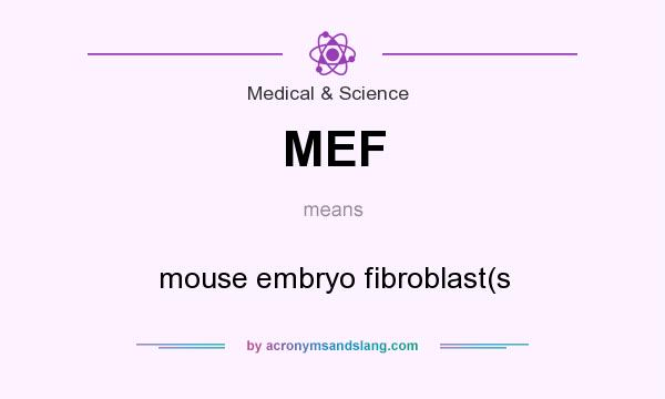 What does MEF mean? It stands for mouse embryo fibroblast(s