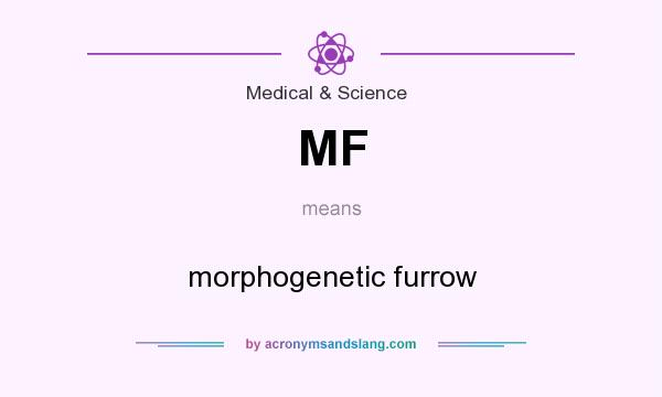 What does MF mean? It stands for morphogenetic furrow