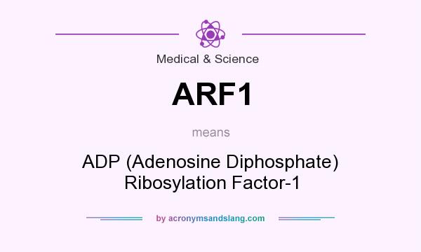 What does ARF1 mean? It stands for ADP (Adenosine Diphosphate) Ribosylation Factor-1