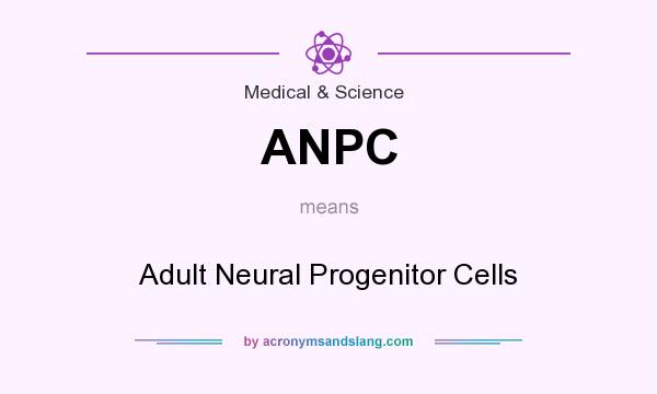 What does ANPC mean? It stands for Adult Neural Progenitor Cells